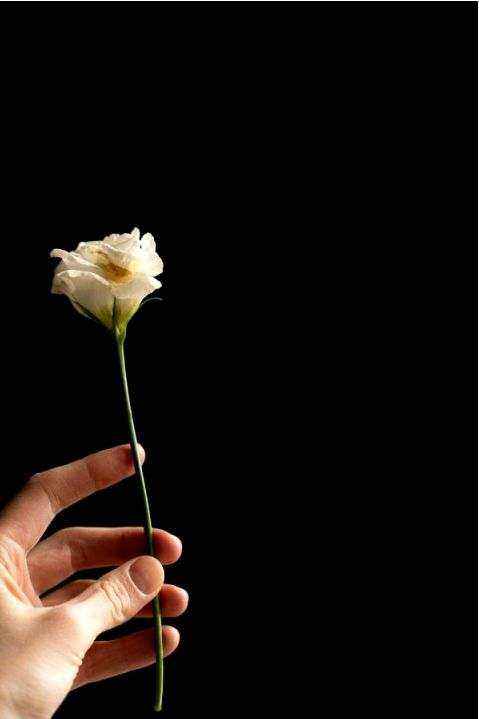 Classic roses